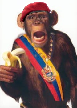 monkey chavez banana