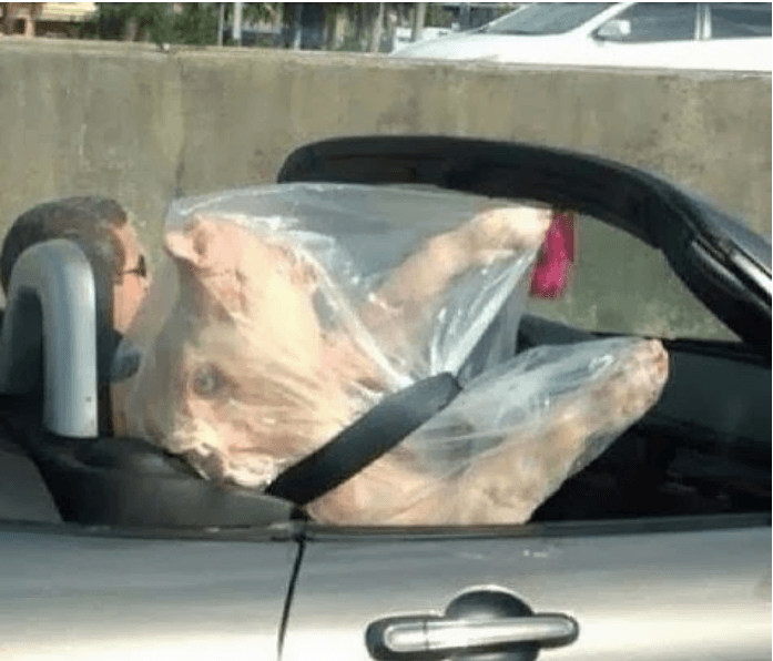 https://babalublog.com/wpr/wp-content/uploads/2016/12/pig-in-a-car-only-in-miami.png